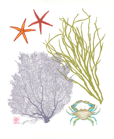 Marine Magic ~ Spiny sea stars, Blue crab and Corals