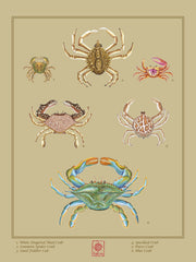 Nature Study: Six Crabs