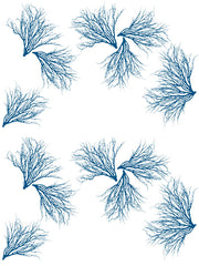 Fabric: Coastal Coral - ocean blue on white