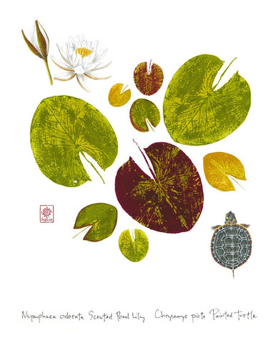 Painted Turtle and Waterlily