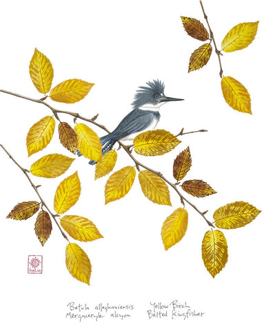 Kingfisher and Yellow Birch Print