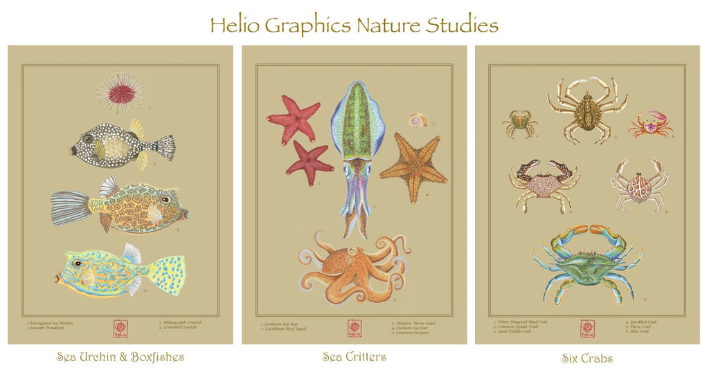 Sea Critter Note Cards
