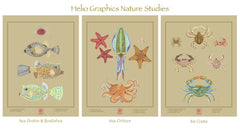 Nature Study: Sea Urchin and Boxfishes