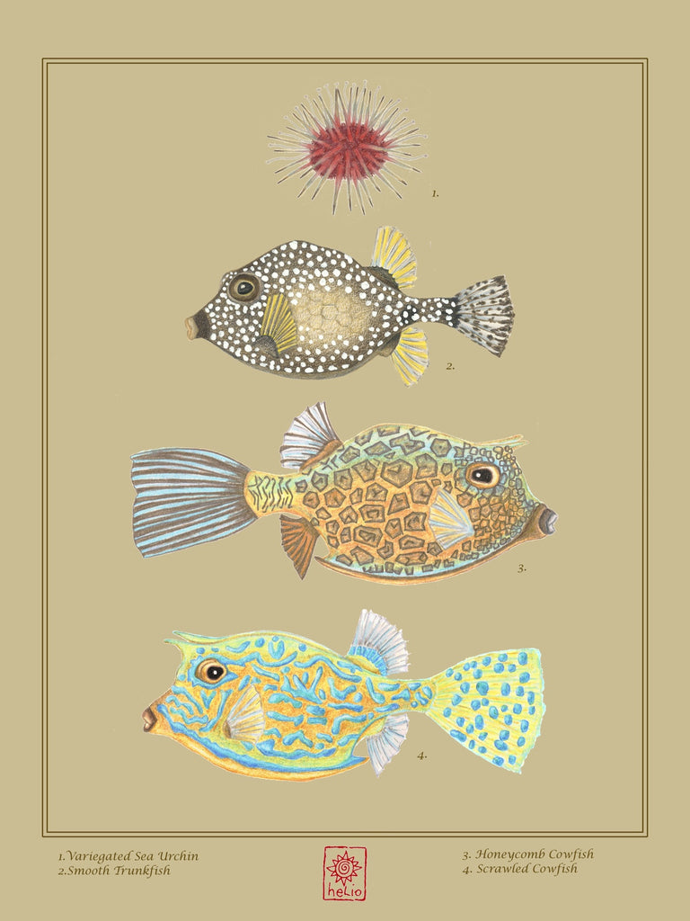 Nature Study: Sea Urchin and Boxfishes