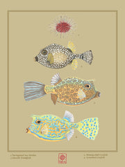 Nature Study: Sea Urchin and Boxfishes
