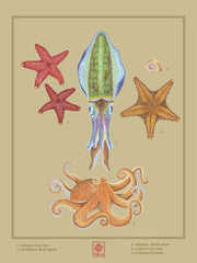 Nature Study: Sea Critters