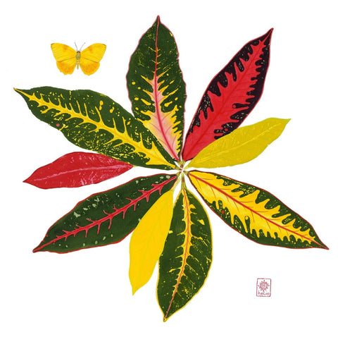 Croton Cacophony Print