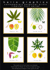 Mango: Tropical Fruit Nature Study