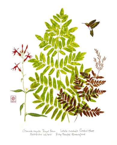 Hummingbird, Cardinal flower and Royal Fern