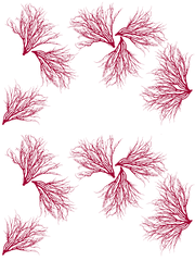 Fabric: Coastal Coral - antique red on white