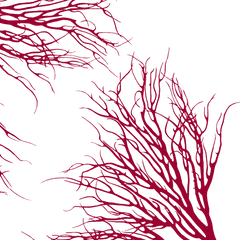 Fabric: Coastal Coral - antique red on white