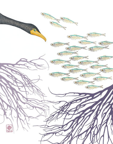 Down Under: Cormorant and Silversides