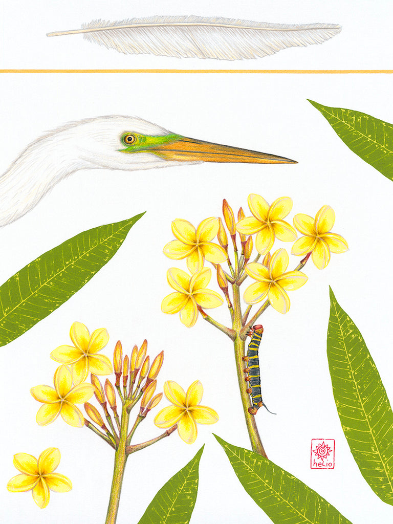 Great White Egret and Frangipani