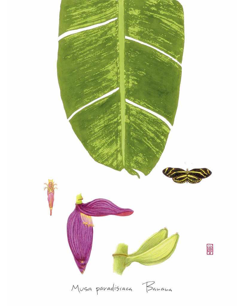 Banana: Tropical Fruit Nature Study