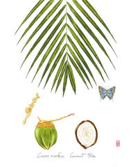 Coconut Palm: Tropical Fruit Print