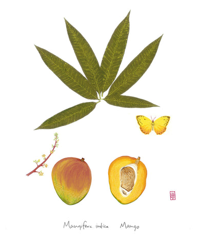 Mango: Tropical Fruit Nature Study