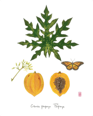 Papaya: Tropical Fruit Nature Study