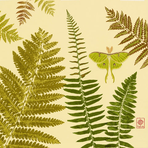 Luna Moth and Ferns