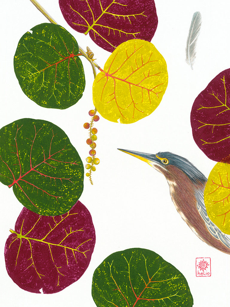Little Green Heron and Seagrape