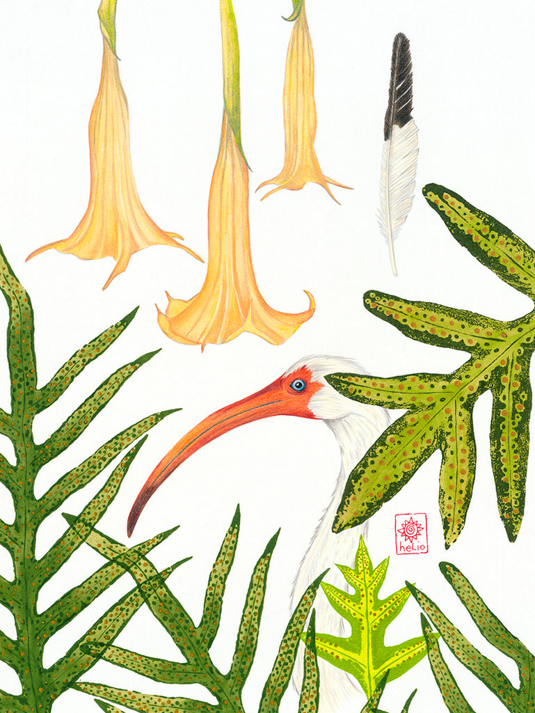 Ibis and Angel's Trumpet