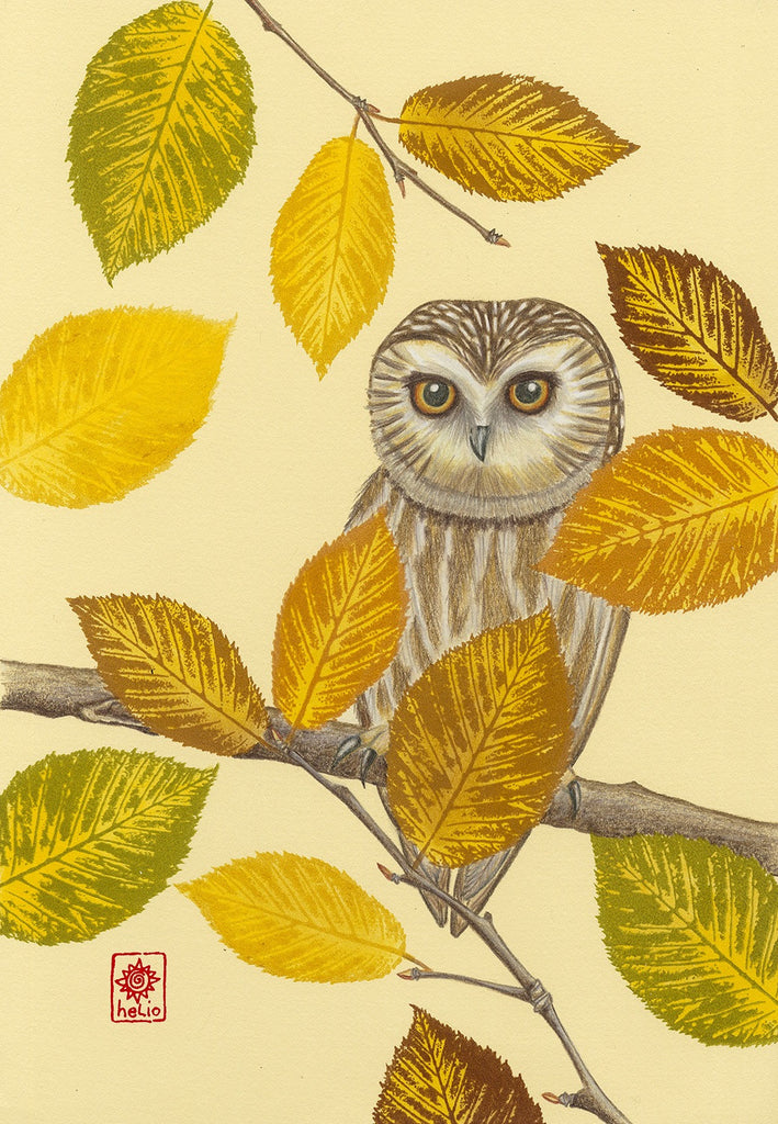 Night Owl: Saw whet Owl in Birch Branch
