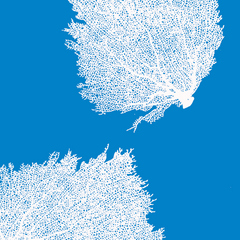 Fabric: Sea fans - white on bahama blue
