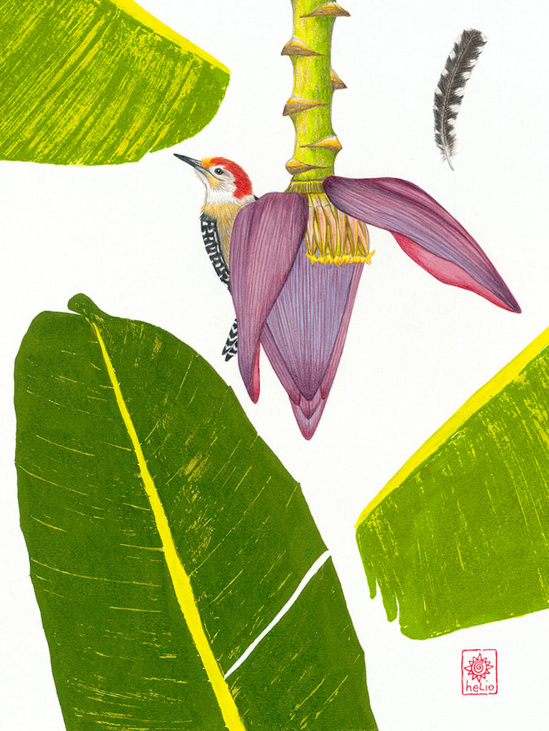 Woodpecker and Banana Blossom
