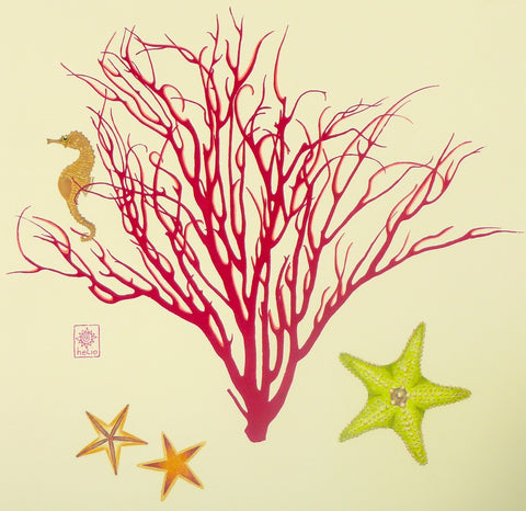 Sea stars, Coral and Sea horse